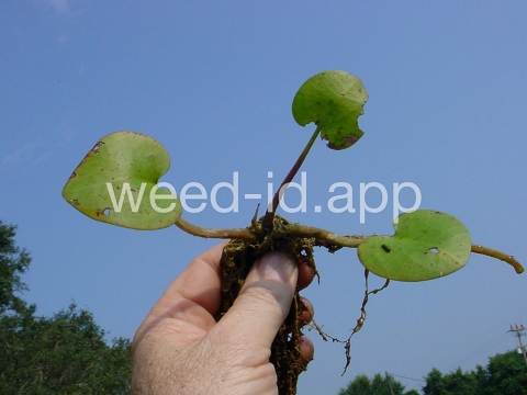 frogbit, American